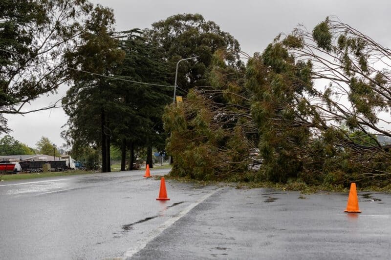 Fallen tree blocks part of a wet road near the GSDM offices in Ermelo.