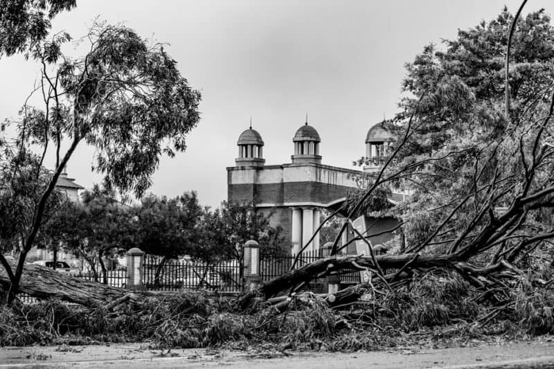 Fallen tree stretches across the roadside outside the GSDM offices in Ermelo.