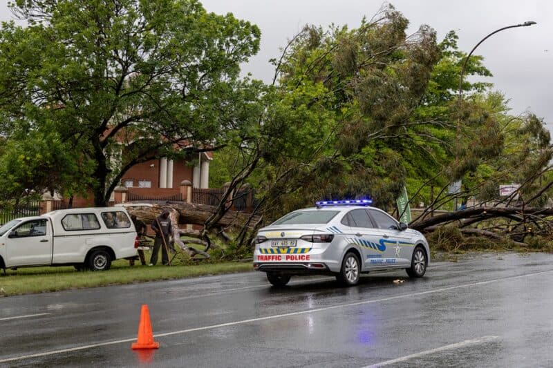 People load cut wood onto a bakkie beside the fallen tree in Ermelo.