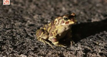 Safe, my mate! Cape Town volunteers help endangered breeding toads cross roads Photo Dagny Warmerdam (2) (1)