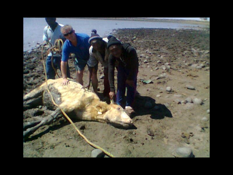 Beeste wat gaan water drink, sit in die modder vas en inwoners moes help om die bees te bevry.