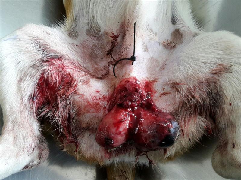 The Jack Russel cross’s testicles were tied with a cable tie.