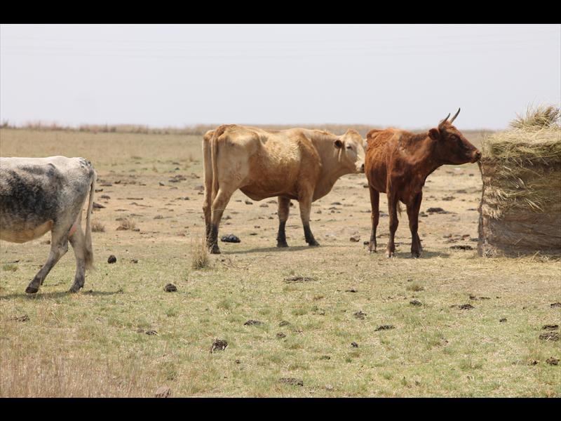 Leandra farmers are losing livestock weekly due to the drought.