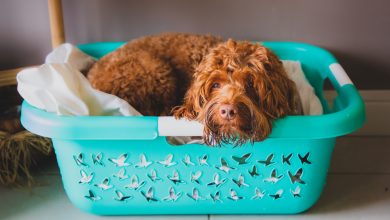 Dog,Relaxing,In,A,Laundry,Basket