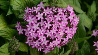 Alice Coetzee - 07-01-2022-gardening-January tips photo 1 (Medium)