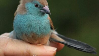 ElanaWagner-05-01-2022-Travel-BirdingWeekend.1 (Medium)