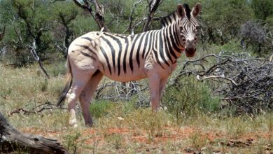 pexels-peter-holmes_49977