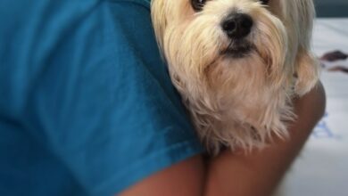 Therapy Dog
