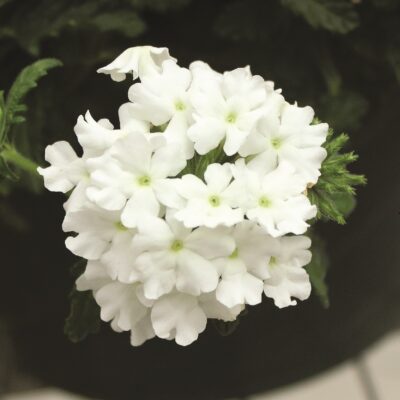 Firehouse White VerbenaBFP 2019Bloom, VegetativeLuis Munoz. 08.20179515.jpg