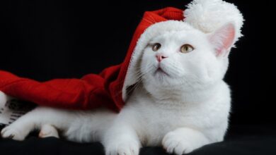 Safety tips for pets