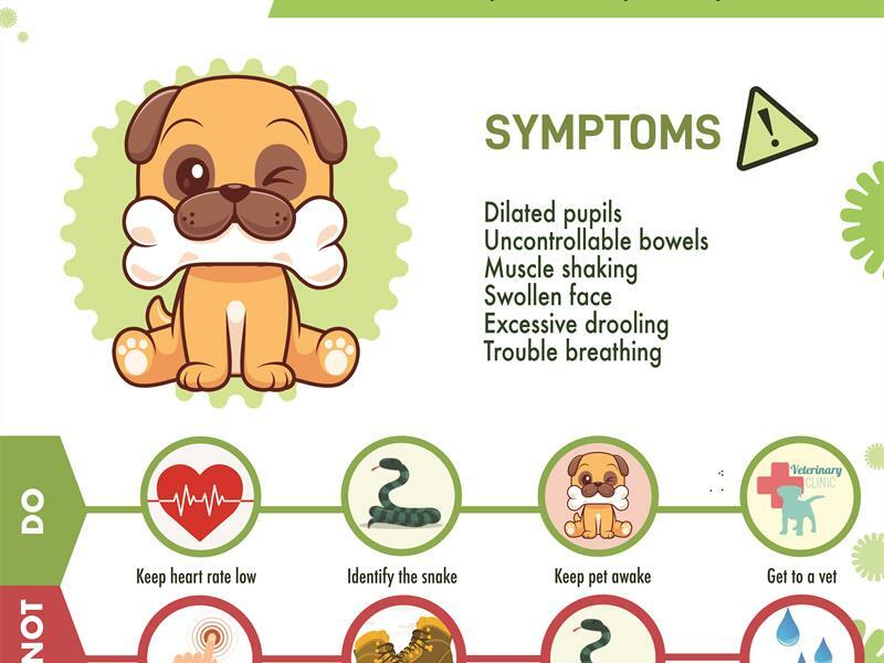 What to do if your dog is bitten by a snake Ridge Times