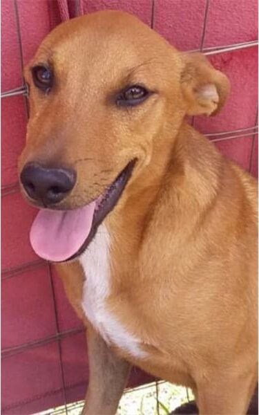 A brown dog with its tongue out sitting in front of a fence.