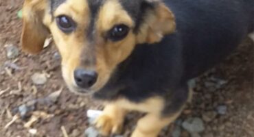 A small black and tan dog standing on the ground.