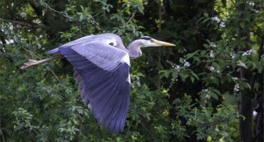 A large bird flying over a forest.