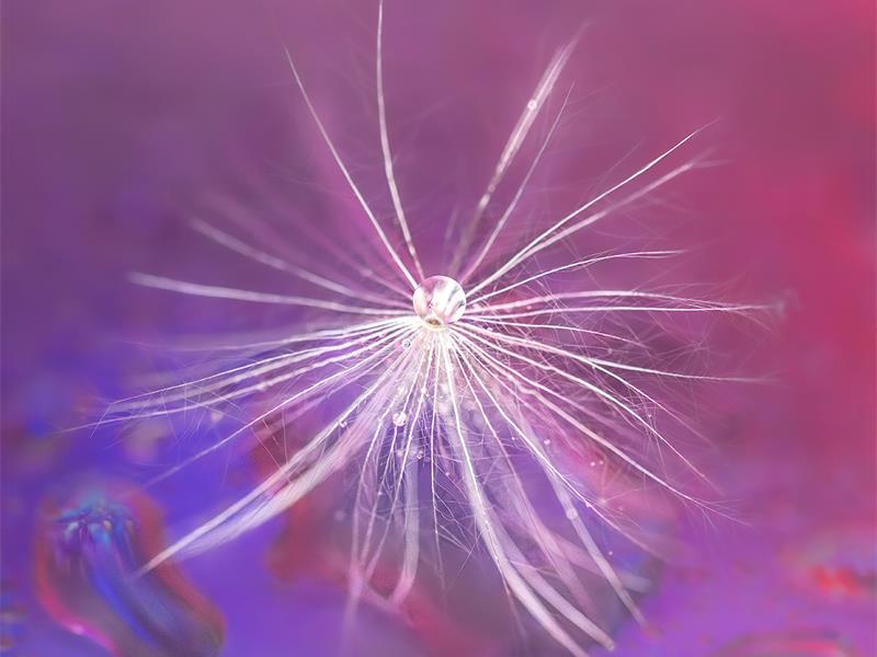 A dandelion with a purple background.