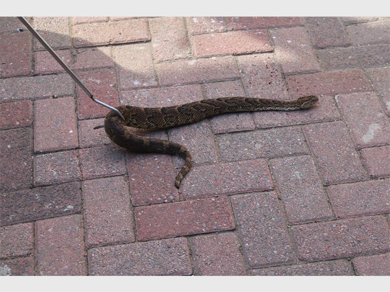 A snake on a brick walkway.