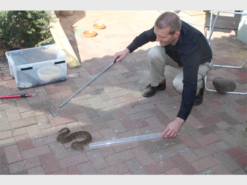 A man kneeling down to inspect a snake on a brick patio.