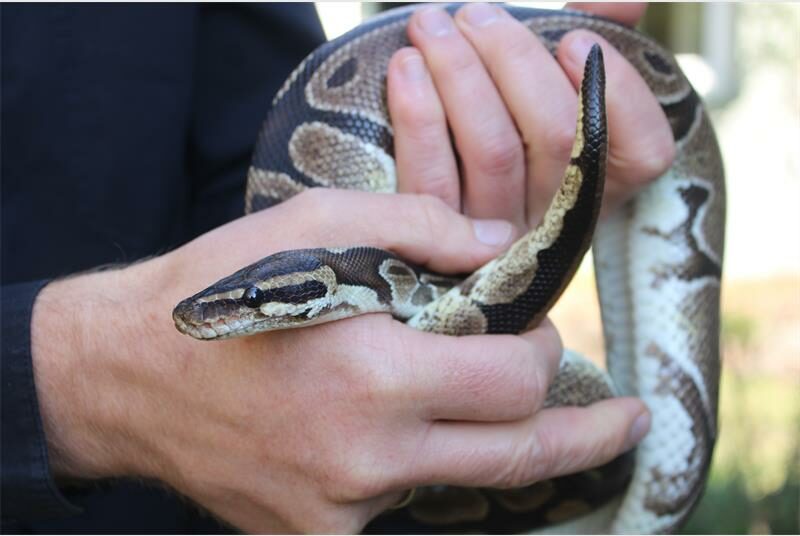 A person holding a snake in their hand.