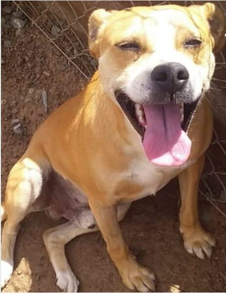 A brown dog with its tongue out sitting in front of a fence.