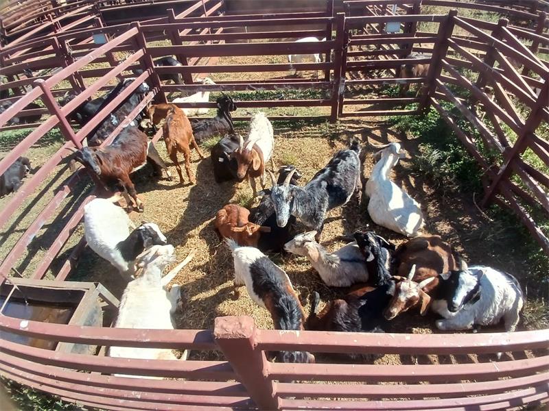 Goats in a pen at a farm.