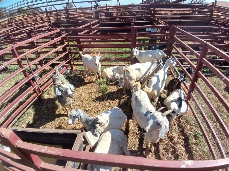 A group of goats in a pen with a fence.