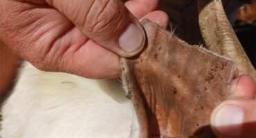 A person is holding a goat's ear.