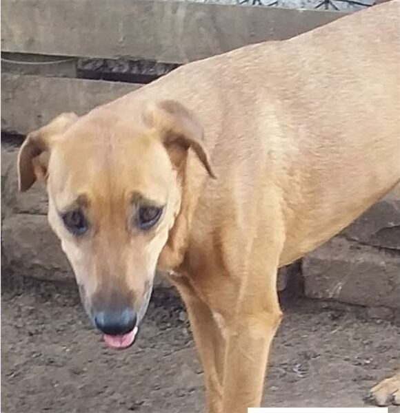 A brown dog standing in dirt with its tongue out.