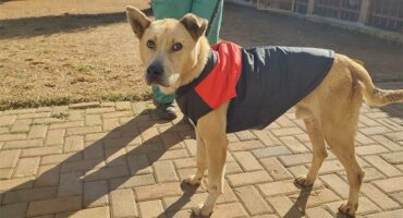 A dog wearing a jacket on a brick walkway.