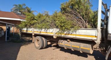 A truck with a load of trees in the back.
