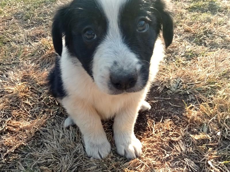 A black and white puppy with blue eyes sitting on the ground.