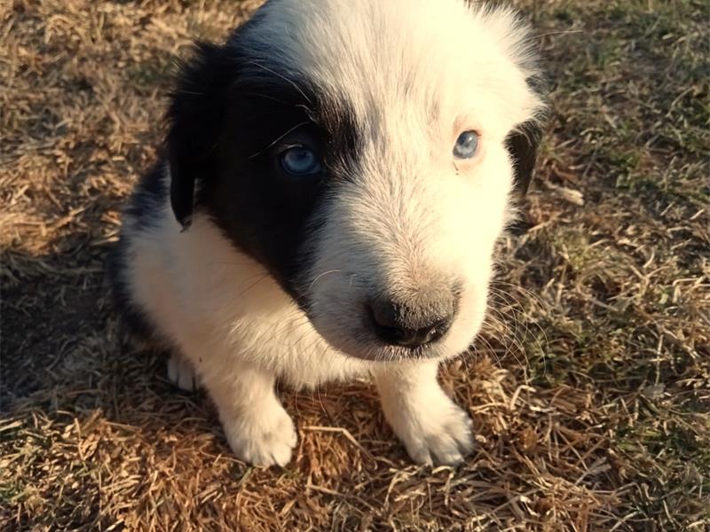 A black and white puppy with blue eyes sitting on the ground.