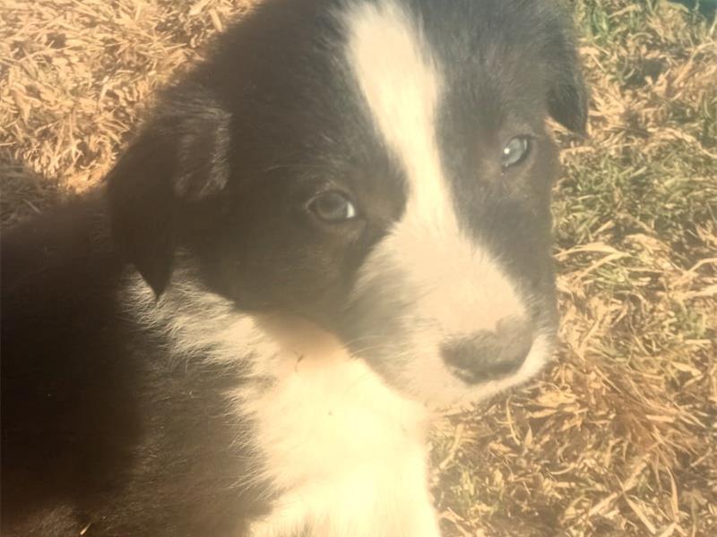 A black and white puppy sitting on the grass.