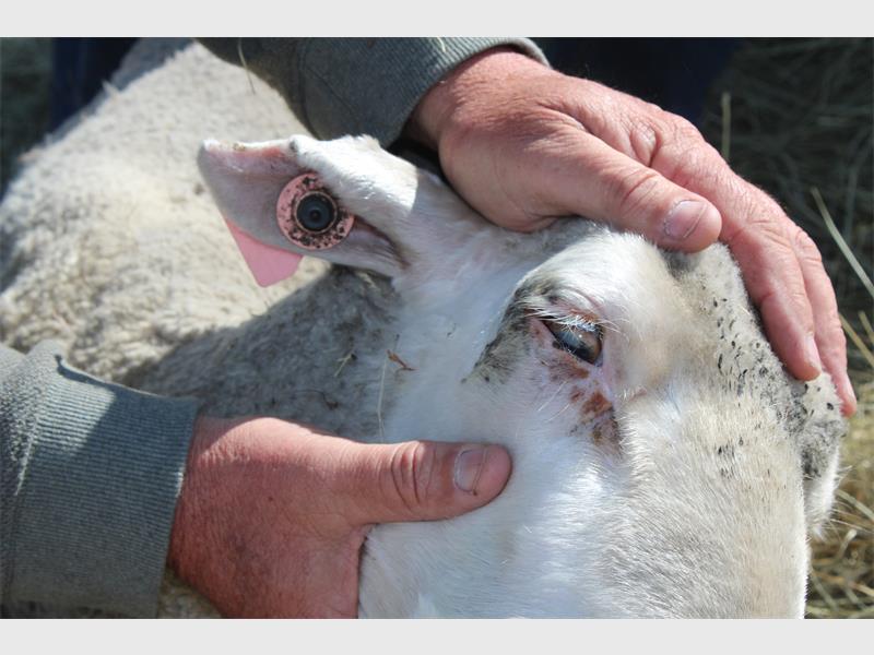 Two men are petting a sheep in a field.