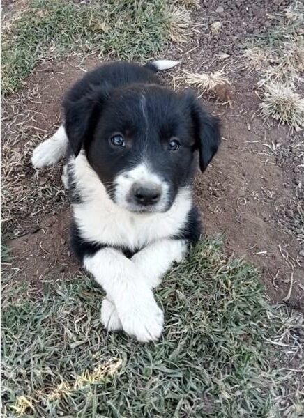 A black and white puppy sitting on the grass.