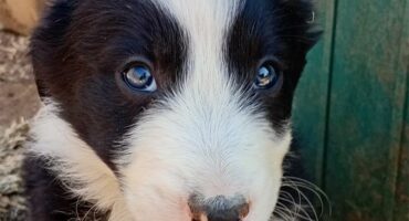 A black and white puppy with blue eyes.