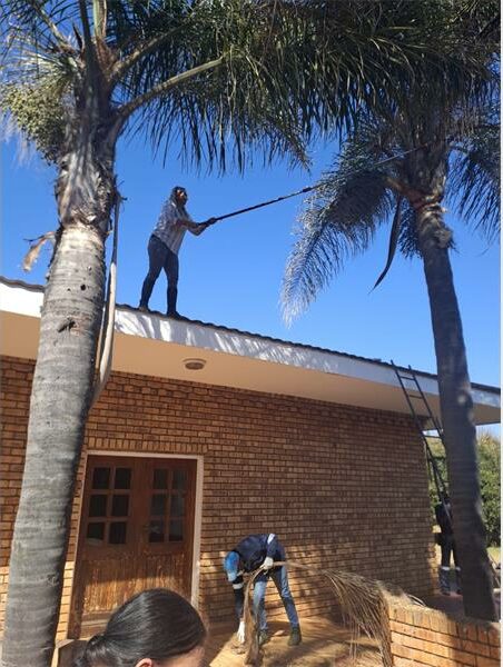 A man is cleaning a palm tree on the roof.