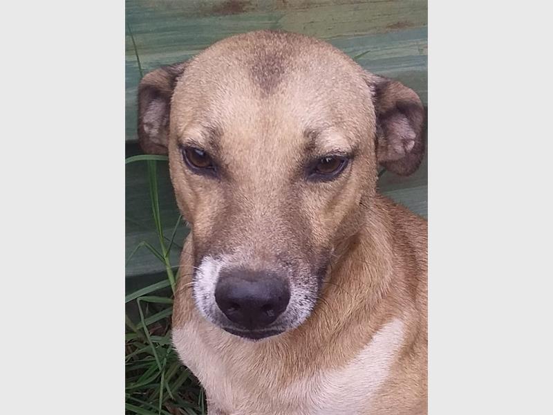 A brown dog with a black nose sitting in the grass.