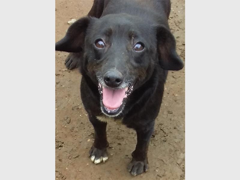 A black dog with its tongue out and its mouth open.