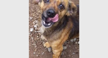 A dog with its tongue out on the ground.