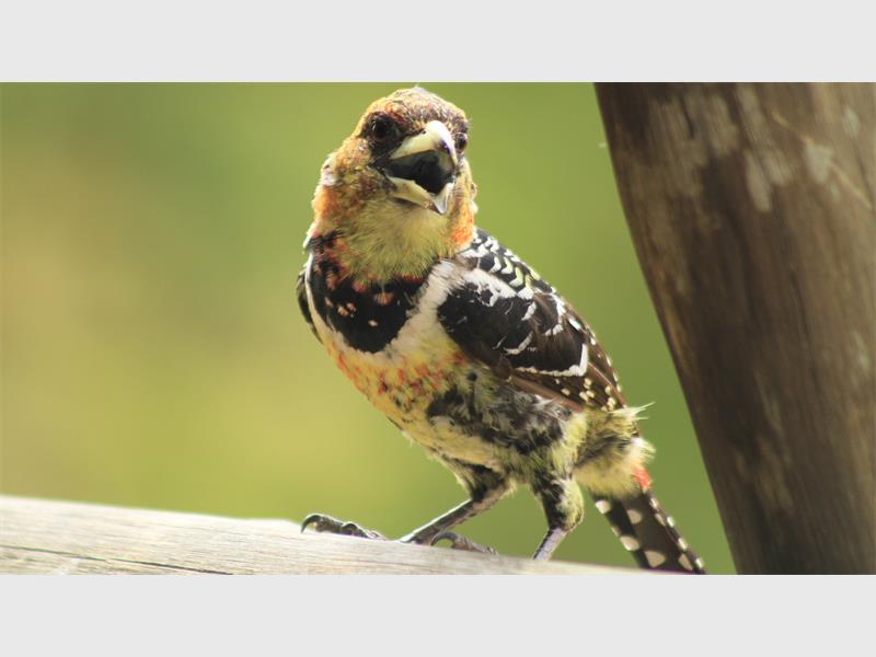 A colorful bird sitting on a wooden post.