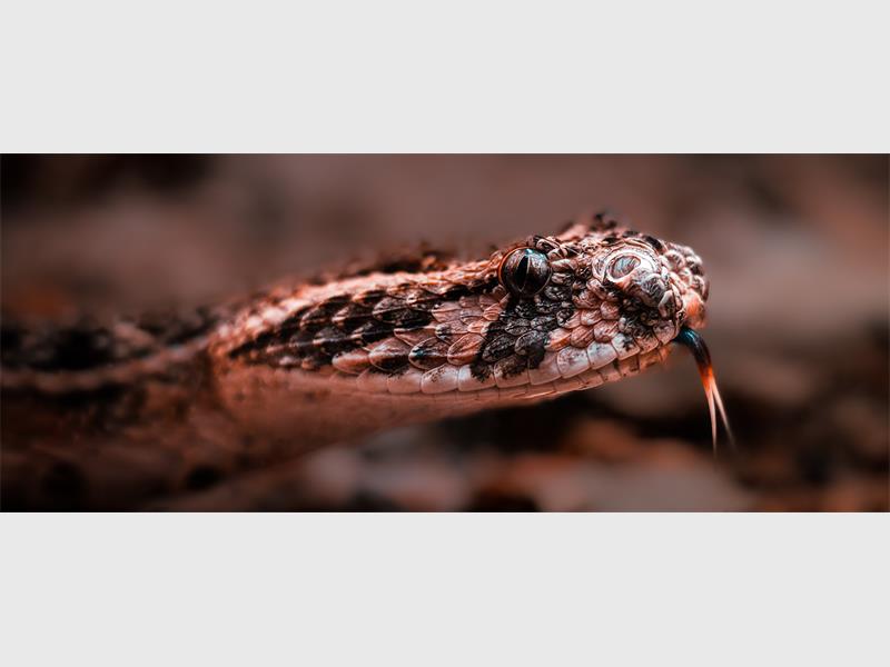 A close up of a snake's head and neck.
