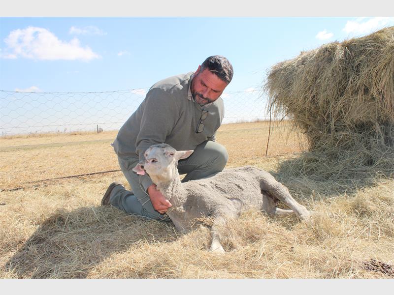 A man kneeling down to pet a sheep.