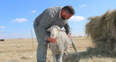 A man petting a sheep in a field.