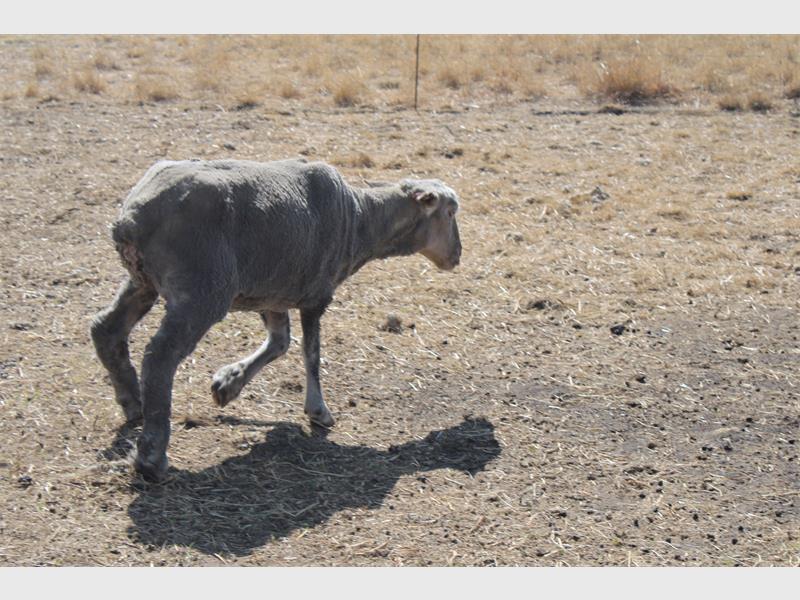A sheep is walking in a field.