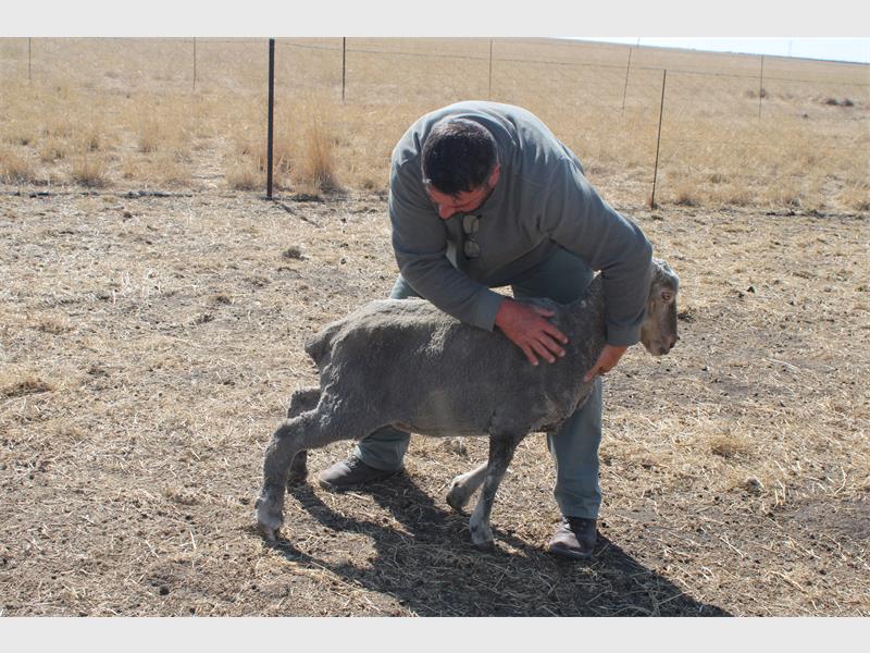 A man is petting a sheep in a field.