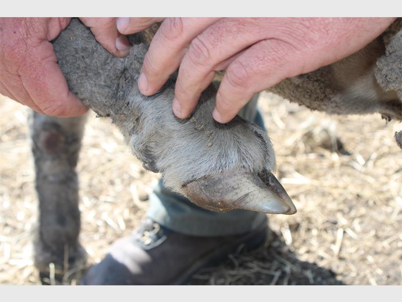 A person holding a sheep's foot.