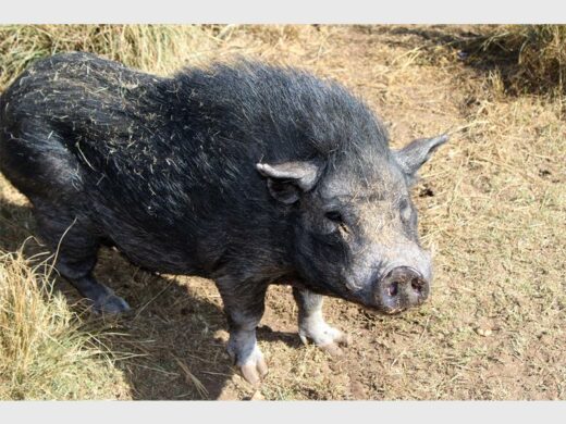A black pig standing in the grass.