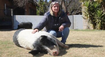 A woman kneeling down next to a black and white pig.
