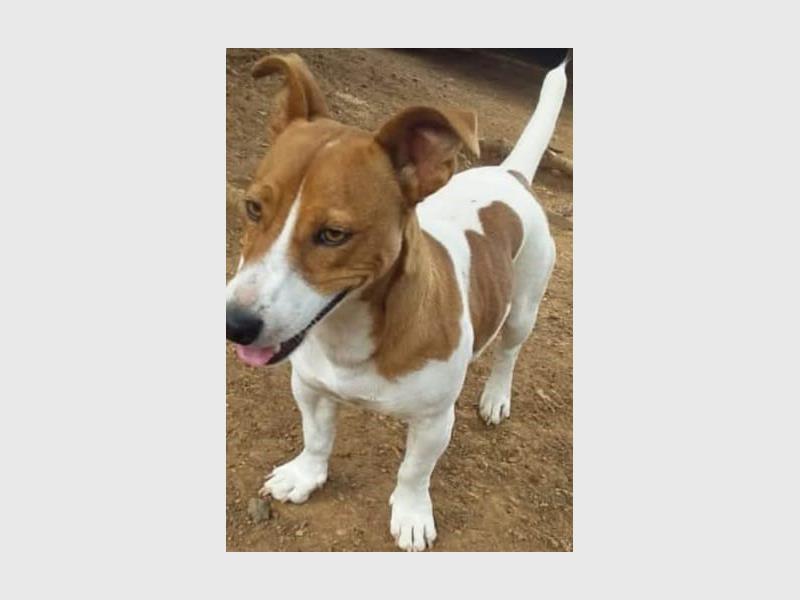 A brown and white dog standing on dirt.