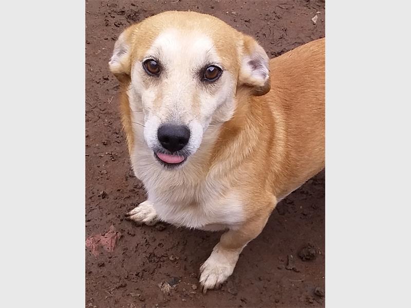 A brown dog with its tongue out looking at the camera.